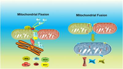 Players in Mitochondrial Dynamics and Female Reproduction